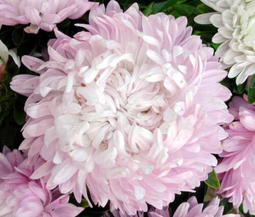 20 Seeds ASTER PAEONY DUCHESS CORAL ROSE Callistephus Chinensis edlcy (Seeds)