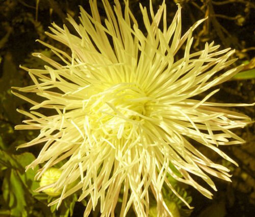 20 Seeds ASTER NEEDLE UNICUM YELLOW Callistephus Chinensis edlcy (Seeds)