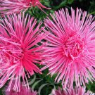 20 Seeds ASTER NEEDLE UNICUM ROSE Callistephus Chinensis edlcy (Seeds)