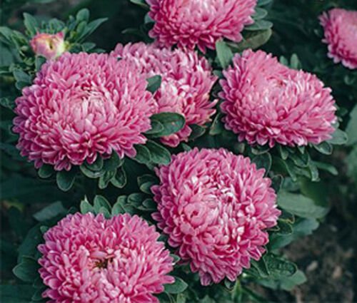 20 Seeds ASTER MILADY ROSE DWARF Callistephus Chinensis edlcy (Seeds)