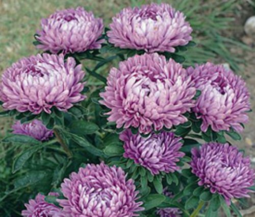 20 Seeds ASTER MILADY LILAC DWARF Callistephus Chinensis edlcy (Seeds)