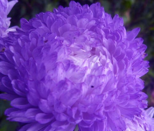 20 Seeds ASTER GREMLIN VIOLET DOUBLE Callistephus Chinensis edlcy (Seeds)