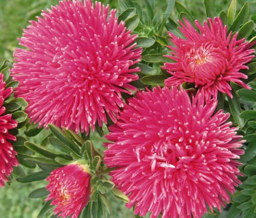 20 Seeds ASTER GREMLIN DARK ROSE DOUBLE Callistephus Chinensis edlcy (Seeds)
