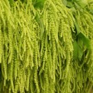 100 Seeds AMARANTHUS LOVE LIES BLEEDING GREEN Amaranthus Caudatus edlcy (Seeds)