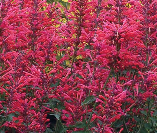 20 Seeds AGASTACHE HEATHER QUEEN Agastache Cana edlcy (Seeds)