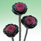 40 Seeds Flower Seed: Ornamental Kale Crane Red edlcy (Seeds)