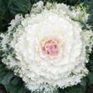 40 Seeds Flower Seed: Ornamental Kale Songbird White edlcy (Seeds)