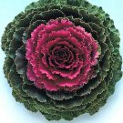 40 Seeds Flower Seed: Ornamental Kale Songbird Red edlcy (Seeds)