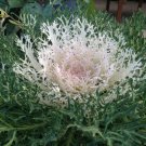 40 Seeds Flower Seed: Ornamental Kale Peacock White edlcy (Seeds)