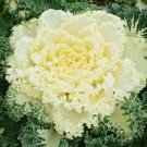 40 Seeds Flower Seed: Ornamental Kale Nagoya Mixture edlcy (Seeds)