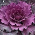 40 Seeds Flower Seed: Ornamental Cabbage Osaka Red edlcy (Seeds)