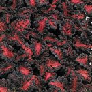 40 Seeds Coleus Seed: Black Dragon Coleus edlcy (Seeds)