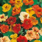 40 Seeds Flower Seed: Jewel Mix Nasturtium Seeds edlcy (Seeds)