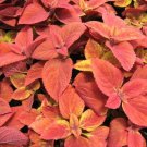 40 Seeds Coleus Seed: Wizard Sunset Coleus Seeds edlcy (Seeds)
