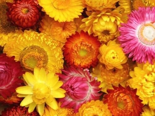 40 Seeds Flower Seed: King size Mix Helichrysum Seeds edlcy (Seeds)