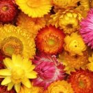 40 Seeds Flower Seed: King size Mix Helichrysum Seeds edlcy (Seeds)