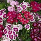 40 Seeds Flower Seed: Wee Willie Sweet Williams Seeds edlcy (Seeds)