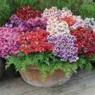 40 Seeds Flower Seed: Angel Wings Mix Schizanthus edlcy (Seeds)