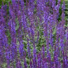 40 Seeds Flower Seed: Queen Blue Salvia Seeds edlcy (Seeds)