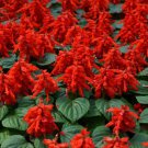 40 Seeds Flower Seed: Mojave Red Salvia Seeds edlcy (Seeds)