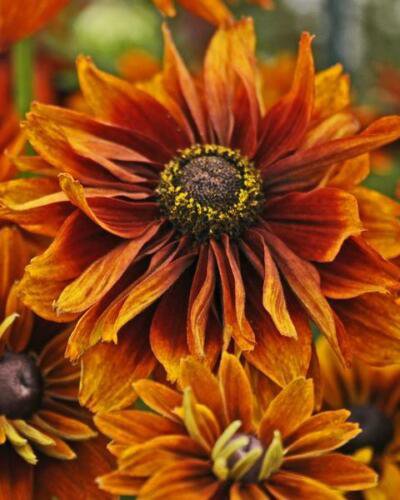 25 Seeds Flower Seed: Cherokee Sunset Rudbeckia Seeds edlcy (Seeds)