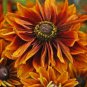 25 Seeds Flower Seed: Cherokee Sunset Rudbeckia Seeds edlcy (Seeds)