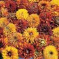 25 Seeds Flower Seed: Cherokee Sunset Rudbeckia Seeds edlcy (Seeds)