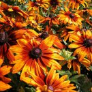 40 Seeds Flower Seed: Cappucino Rudbeckia edlcy (Seeds)