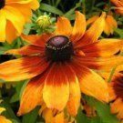 40 Seeds Flower Seed: Autumn Colors Rudbeckia Seeds edlcy (Seeds)