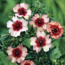 40 Seeds Flower Seed: Miss Wilmott Potentilla Poppy Seeds edlcy (Seeds)