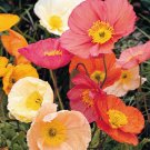 25 Seeds Flower Seed: Champagne Bubbles Poppy Seeds edlcy (Seeds)