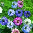50 Seeds Flower Seed: Persian Jewel Mix Nigella Seeds edlcy (Seeds)
