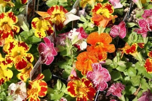 25 Seeds Flower Seed: Magic Blotch Mix Mimulus Seeds edlcy (Seeds)