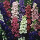 40 Seeds Flower Seed: QIS Mix Larkspur seeds edlcy (Seeds)
