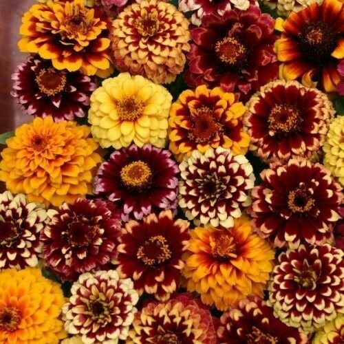 40 Seeds Flower Seed: Aztec Sunset Zinnia Seeds edlcy (Seeds)
