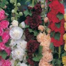 40 Seeds Flower Seed: Chater's Prize Hollyhock Seeds edlcy (Seeds)