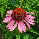 40 Seeds Flower Seed: Purpurea Echinacea Seeds edlcy (Seeds) 40 Seeds Flower Seed: Purpurea Echinacea Seeds edlcy (Seeds)