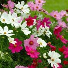50 Seeds Flower Seed: Sonata Series Cosmos Seeds edlcy (Seeds)