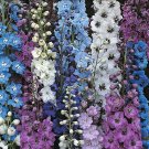 40 Seeds Flower Seed: Pacific Giant Delphinium Seeds edlcy (Seeds)