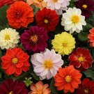 25 Seeds Flower Seed: Figaro Mix Dahlia Seeds edlcy (Seeds)