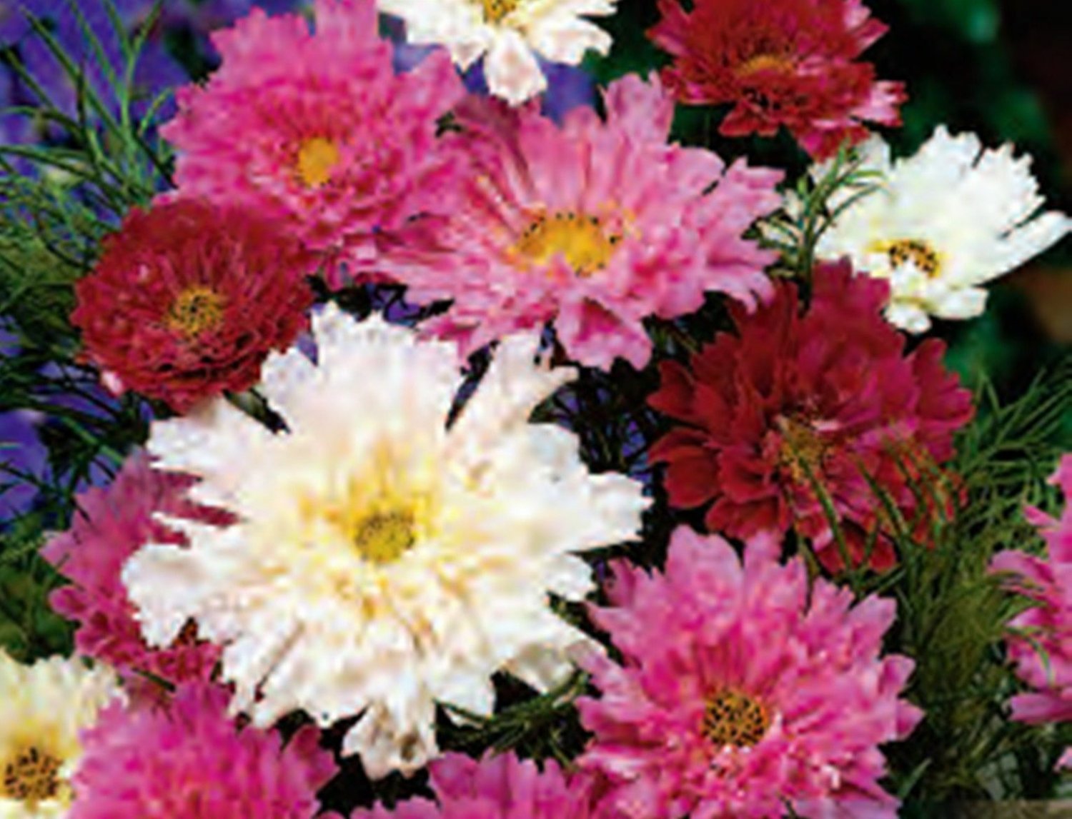 40 Seeds Flower Seed: Double Chuckle Cosmos Seeds edlcy (Seeds)