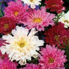 40 Seeds Flower Seed: Double Chuckle Cosmos Seeds edlcy (Seeds)