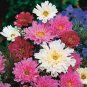 40 Seeds Flower Seed: Double Chuckle Cosmos Seeds edlcy (Seeds)