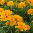 Flower Seed: Early Sunrise Coreopsis Seeds 40 Seeds Fresh Seed FREE Shipping Flower Seed: Early Sunrise Coreopsis Seeds 40 Seeds Fresh Seed FREE Shipping