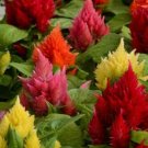 40 Seeds Flower Seed: Ice Cream Mix Celosia Seeds edlcy (Seeds)