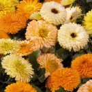 40 Seeds  Flower Seed: Bon Bon Calendula Seeds edlcy (Seeds)