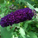 40 Seeds Flower Seed: Buddleya (Butterfly Bush) edlcy (Seeds)