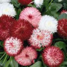 40 Seeds Flower Seed: Habanero Mix Bellis edlcy (Seeds)