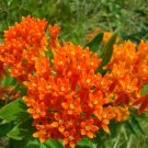 50 Seeds Flower Seed: Tuberosa Orange Asclepias Seeds (Butterfly Weed) edlcy (Seeds)