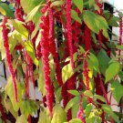 50 Seeds Flower Seed: Amaranthus Love Lies Bleeding Seeds edlcy (Seeds) 50 Seeds Flower Seed: Amaranthus Love Lies Bleeding Seeds edlcy (Seeds)